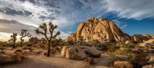 Joshua Tree National Park, California- Guide for Your Visit
